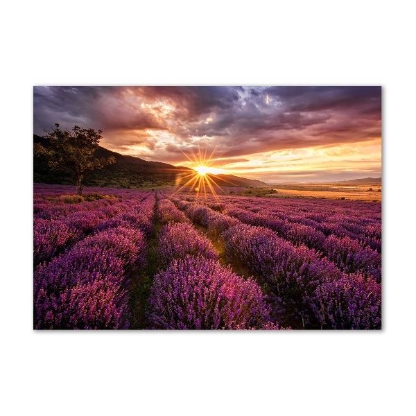 Fotografie imprimată pe sticlă câmp de lavandă