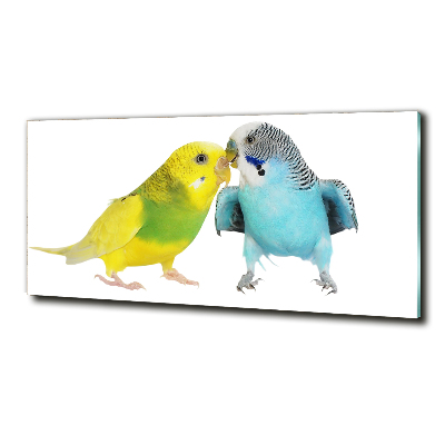 Tablou pe pe sticlă budgies