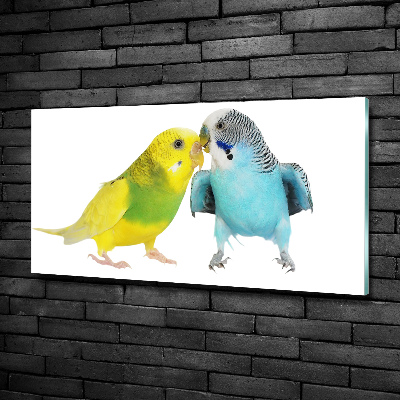 Tablou pe pe sticlă budgies