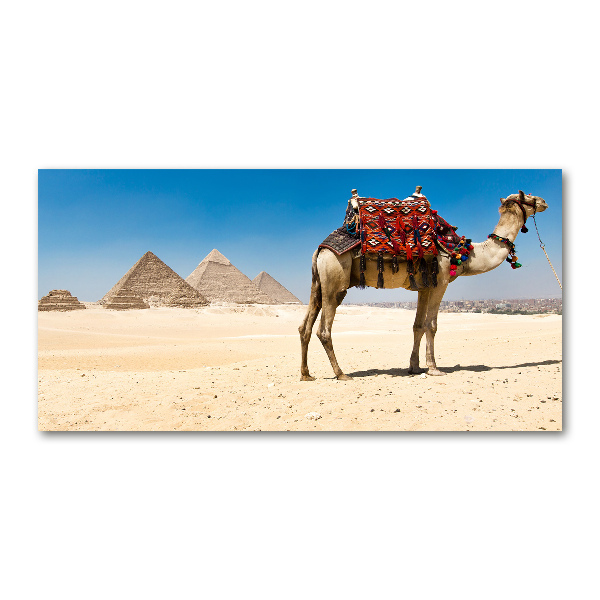 Fotografie imprimată pe sticlă Camel la Cairo