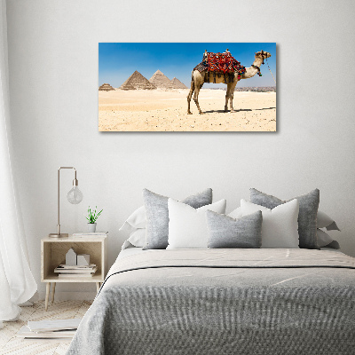 Fotografie imprimată pe sticlă Camel la Cairo