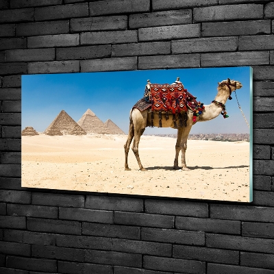 Fotografie imprimată pe sticlă Camel la Cairo