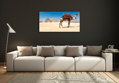 Fotografie imprimată pe sticlă Camel la Cairo