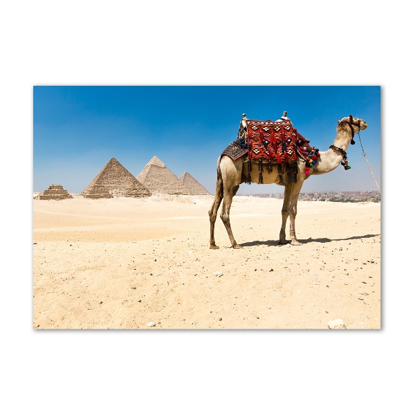 Fotografie imprimată pe sticlă Camel la Cairo