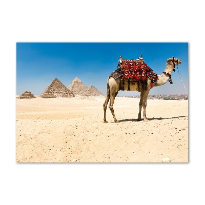 Fotografie imprimată pe sticlă Camel la Cairo