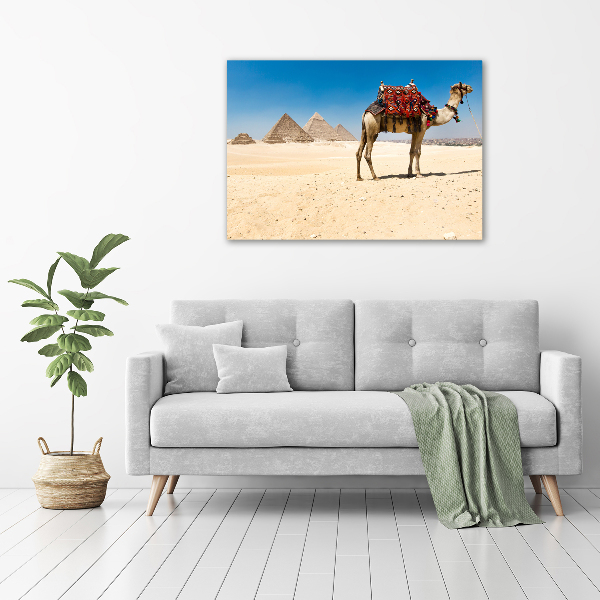 Fotografie imprimată pe sticlă Camel la Cairo