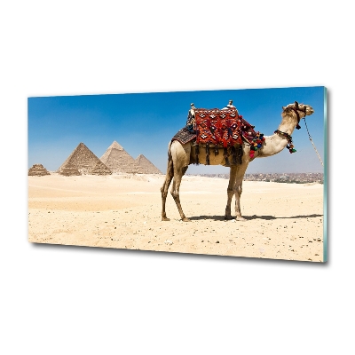 Fotografie imprimată pe sticlă Camel la Cairo