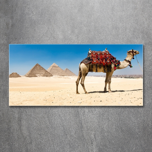 Fotografie imprimată pe sticlă Camel la Cairo