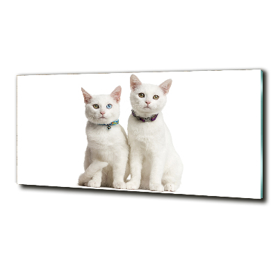 Tablou sticlă pisici albe