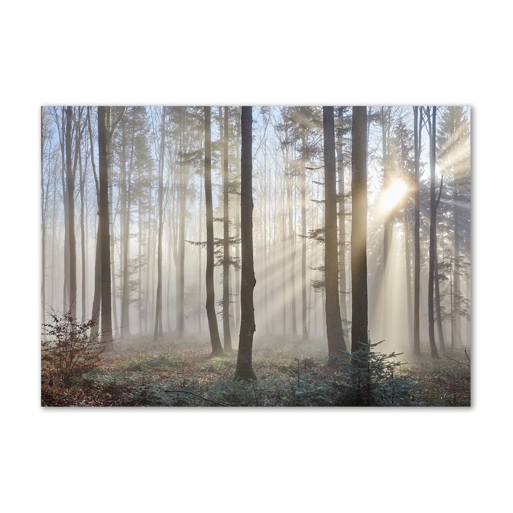 Tablou din Sticlă Ceață în pădure
