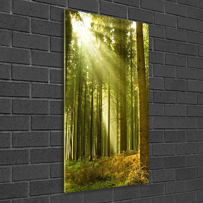 Fotografie imprimată pe sticlă Soare în pădure