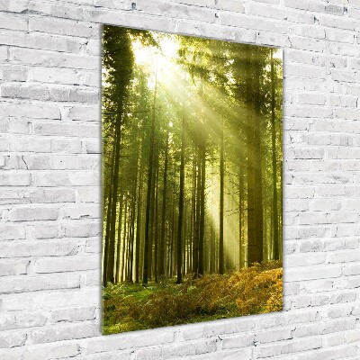 Fotografie imprimată pe sticlă Soare în pădure