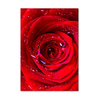 Tablou pe pe sticlă Trandafir roșu