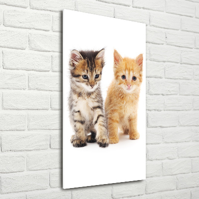 Fotografie imprimată pe sticlă Gri și roșu pisică