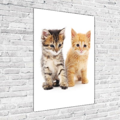 Fotografie imprimată pe sticlă Gri și roșu pisică