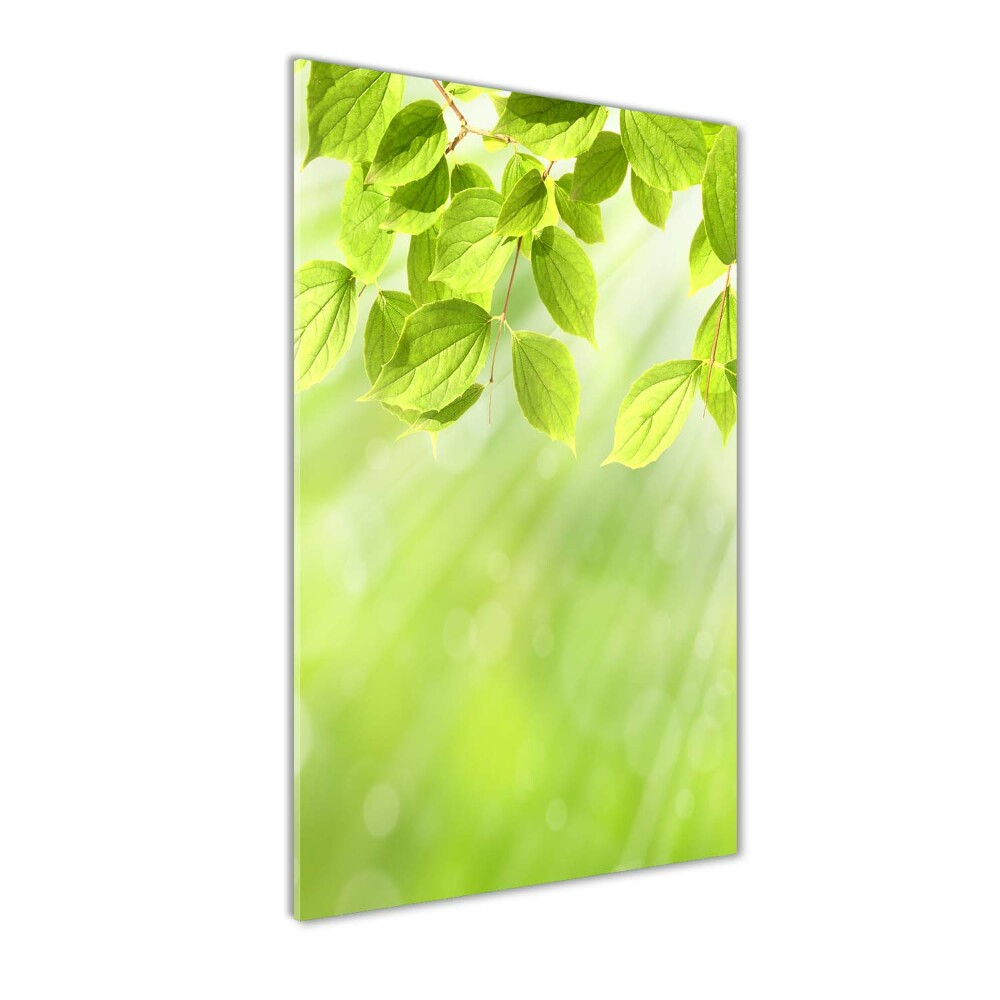 Fotografie imprimată pe sticlă frunze verzi