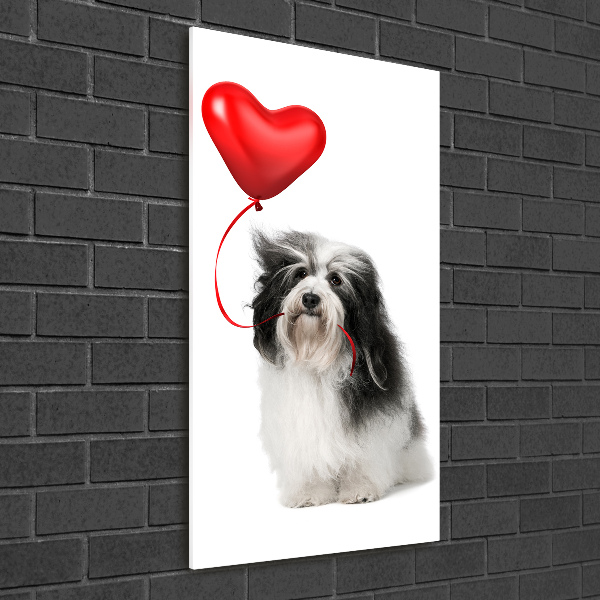 Fotografie imprimată pe sticlă balon havanese