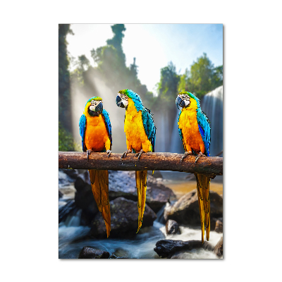 Tablou Printat Pe Sticlă papagali Macaws