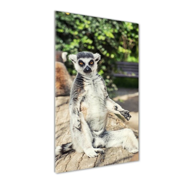 Fotografie imprimată pe sticlă Lemur