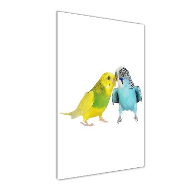 Fotografie imprimată pe sticlă budgies