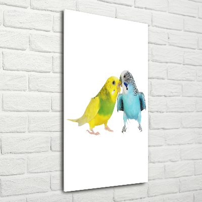 Fotografie imprimată pe sticlă budgies