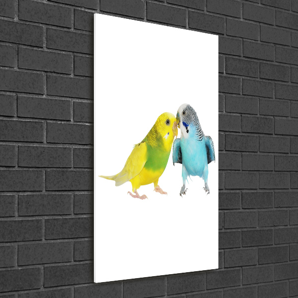 Fotografie imprimată pe sticlă budgies