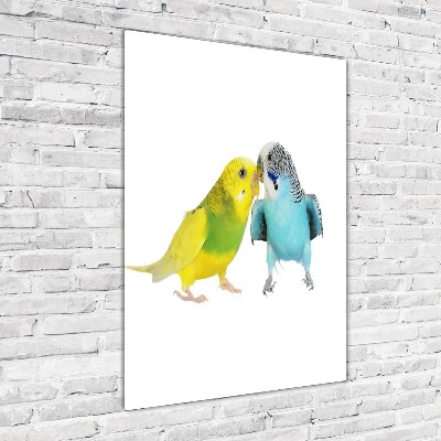 Fotografie imprimată pe sticlă budgies