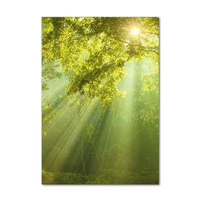 Imagine de sticlă Soare în pădure