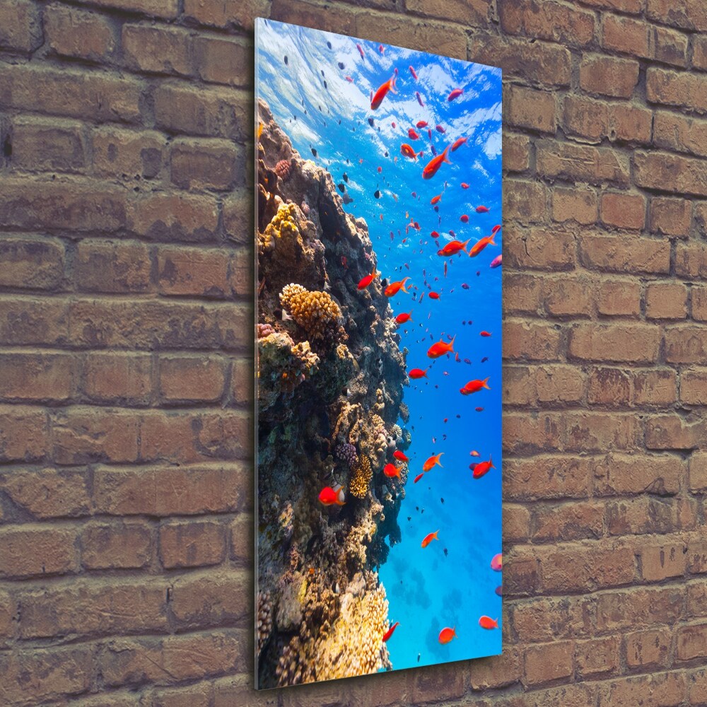 Imagine de sticlă recif de corali