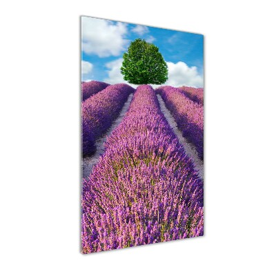 Tablou Printat Pe Sticlă câmp de lavandă