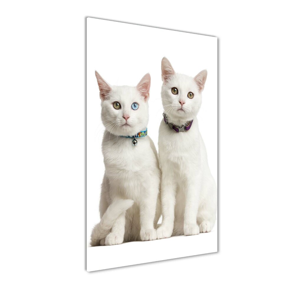 Fotografie imprimată pe sticlă Două pisici albe