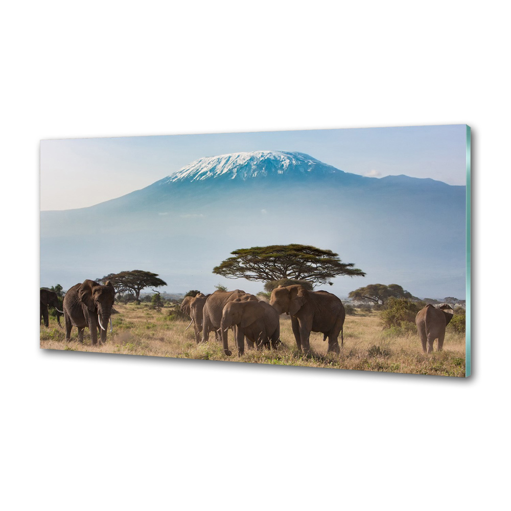 Sticlă pentru bucătărie elefanți Kilimanjaro
