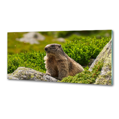 Sticlă bucătărie marmota