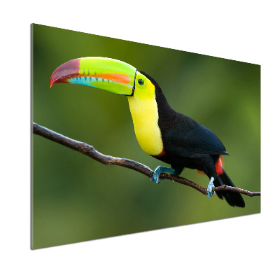 Panou de bucătărie Toucan