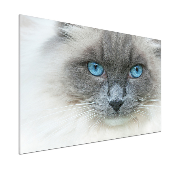 Panou sticlă decorativa bucătărie Cat ochi albaștri