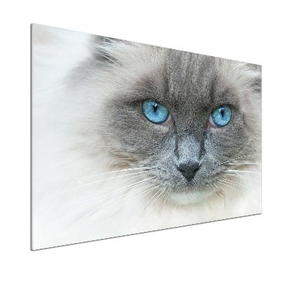 Panou sticlă decorativa bucătărie Cat ochi albaștri