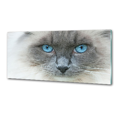 Panou sticlă decorativa bucătărie Cat ochi albaștri