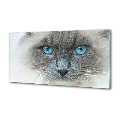 Panou sticlă decorativa bucătărie Cat ochi albaștri