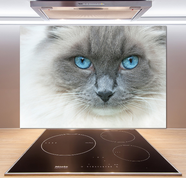 Panou sticlă decorativa bucătărie Cat ochi albaștri