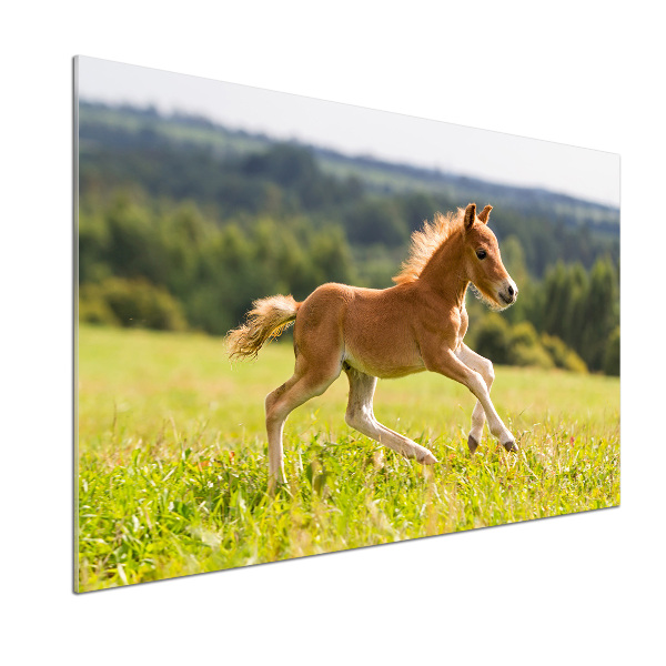 Sticlă bucătărie Gallop mânz