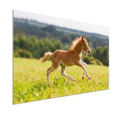 Sticlă bucătărie Gallop mânz