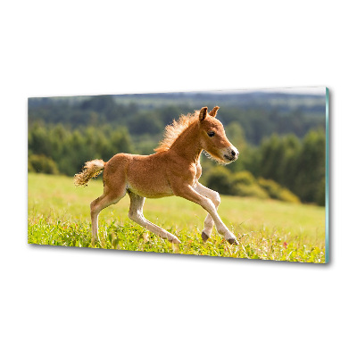 Sticlă bucătărie Gallop mânz