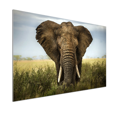 Sticlă bucătărie Elephant pe savana