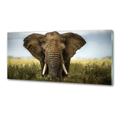 Sticlă bucătărie Elephant pe savana