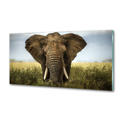 Sticlă bucătărie Elephant pe savana