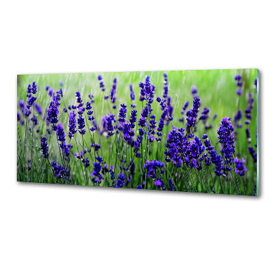 Panou sticlă decorativa bucătărie Lavandă