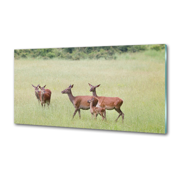 Panou sticlă decorativa bucătărie Deer cu tinere