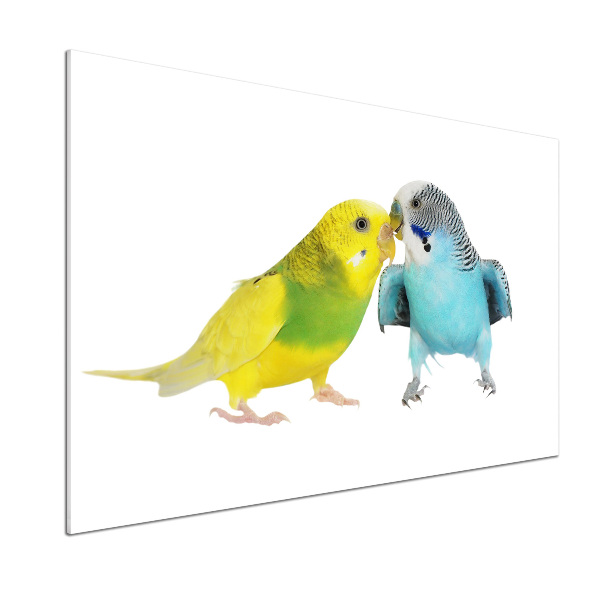 Sticlă printata bucătărie budgies