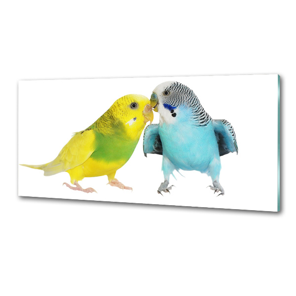 Sticlă printata bucătărie budgies