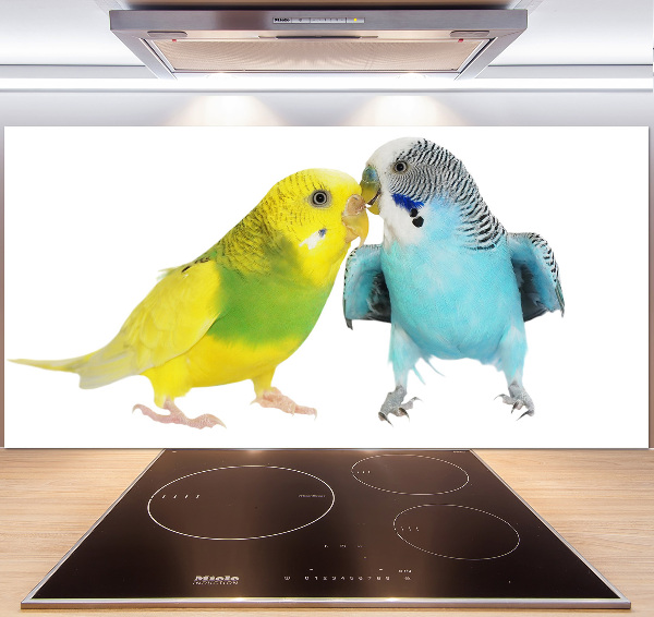 Sticlă printata bucătărie budgies